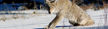 coyote